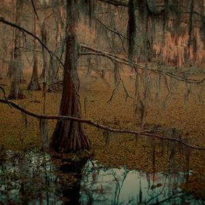 Keith Carter - Cypress Swamp